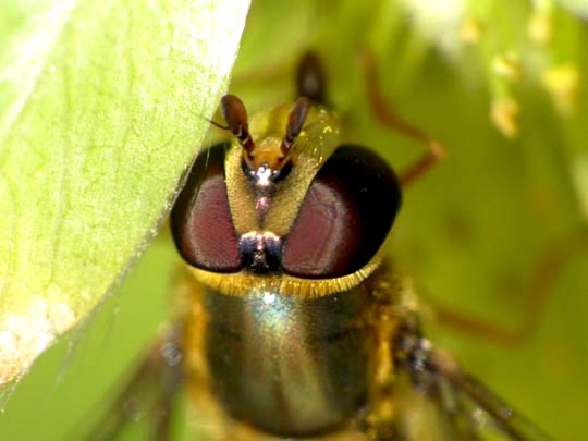 Syrphus