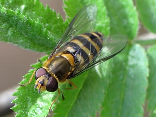 Syrphus
