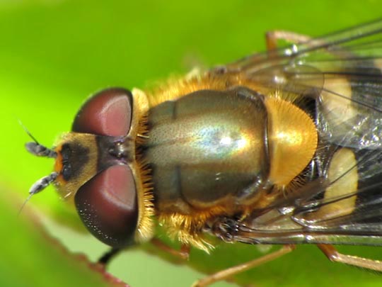 Syrphus
