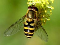 Syrphus