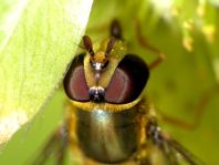 Syrphus