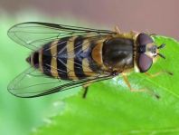 Syrphus cf. torvus