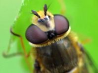 Syrphus cf. torvus