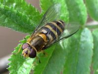 Syrphus cf. torvus