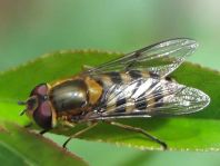 Syrphus cf. torvus