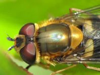 Syrphus cf. torvus