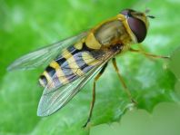 Syrphus