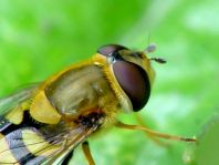Syrphus