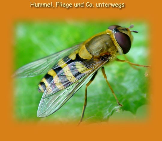 Schwebfliegen unterwegs