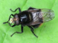 Volucella bobylans, Hummel-Waldschwebfliege