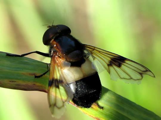 Volucella pellucens, Gemeine Waldschwebfliege