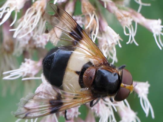 Volucella pellucens, Gemeine Waldschwebfliege