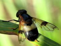 Volucella pellucens, Gemeine Waldschwebfliege