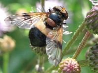Volucella pellucens, Gemeine Waldschwebfliege