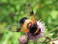 Volucella pellucens, Gemeine Waldschwebfliege