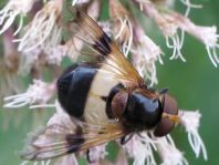 Volucella pellucens, Gemeine Waldschwebfliege