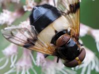 Volucella pellucens, Gemeine Waldschwebfliege