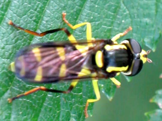 Xanthogramma pedissequum, Späte Gelbrandschwebfliege