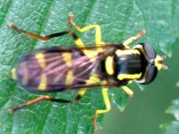 Xanthogramma pedissequum, Späte Gelbrandschwebfliege