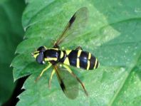 Xanthogramma pedissequum, Späte Gelbrandschwebfliege