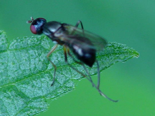 Nemopoda nitidula