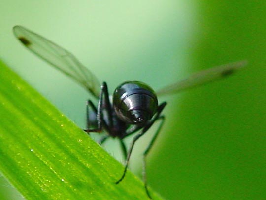 Sepsis fulgens