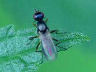 Nemopoda nitidula