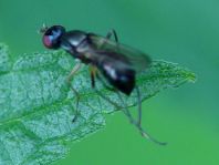 Nemopoda nitidula