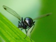 Sepsis fulgens