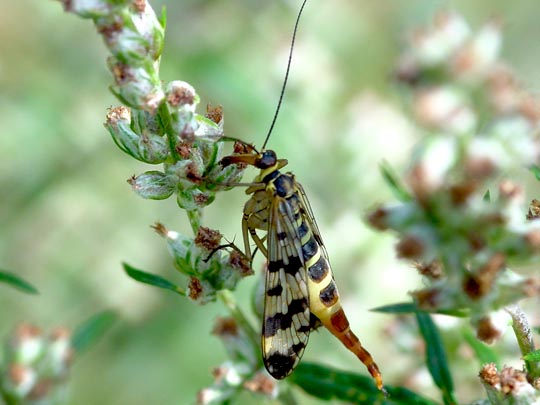 Panorpa cf. vulgaris
