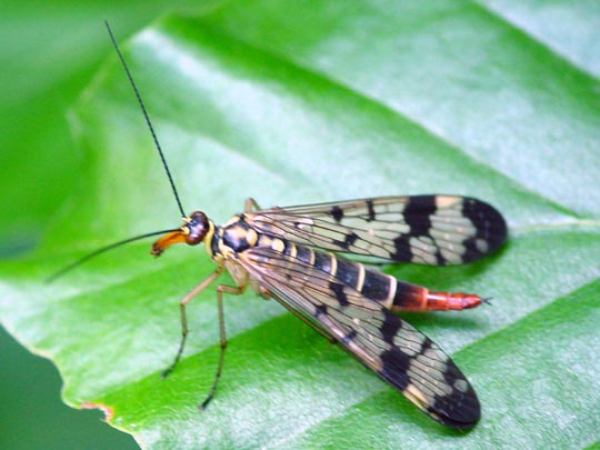 Panorpa cf. vulgaris