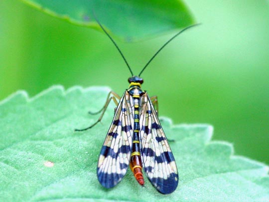 Panorpa cf. vulgaris