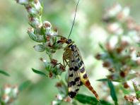 Panorpa cf. vulgaris