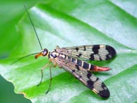Panorpa cf. vulgaris
