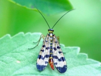 Panorpa cf. vulgaris