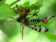 Panorpa cf. vulgaris