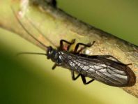 Steinfliege, Plecoptera