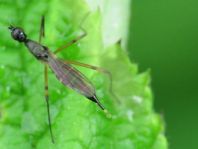 Micropeza corrigiolata