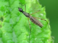 Micropeza corrigiolata