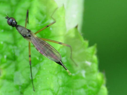 Micropeza corrigiolata