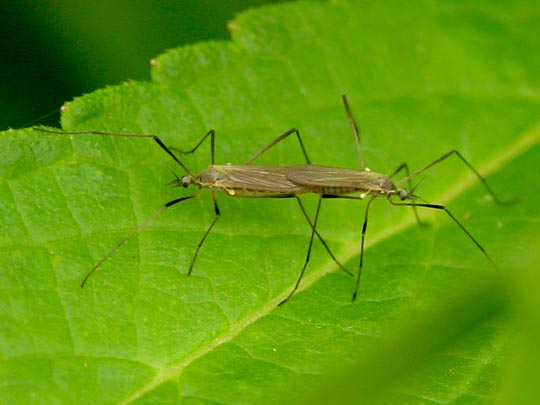 Limoniidae, Stelzmücke