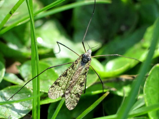 Limnophila sp.