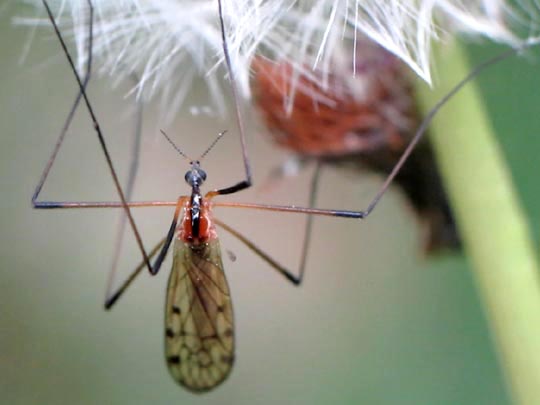 Limoniidae, Stelzmücke
