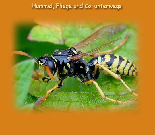 Wespen unterwegs