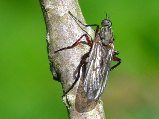 Gewürfelte Tanzfliege, Empis tesselata