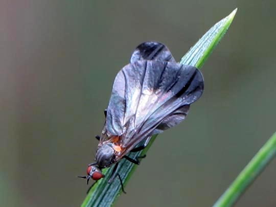 Pararhamphomyia marginata