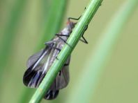 Pararhamphomyia marginata