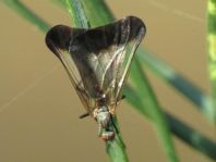 Pararhamphomyia marginata