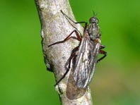 Gewürfelte Tanzfliege, Empis tesselata