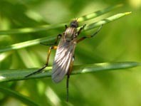 Tanzfliege, Empis